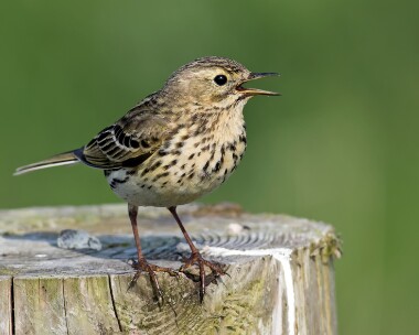 meadowpipit270516 Meadow Pipit Langness, Isle of Man