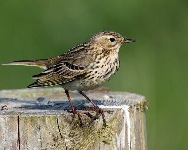 meadowpipit270516b Meadow Pipit Langness, Isle of Man