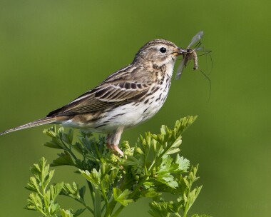 meadowpipit270516c Meadow Pipit Langness, Isle of Man