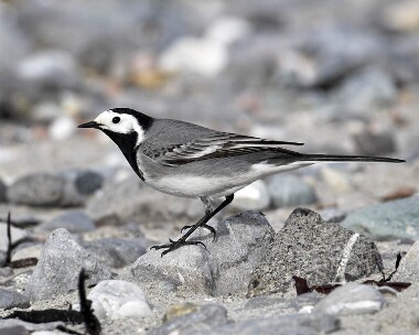 whitewag20070420e White Wagtail Sandwick, Isle of Man