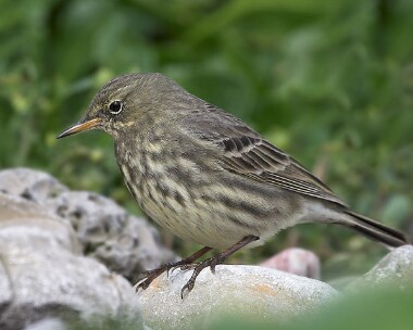 rockpipit12 Rock Pipit Derbyhaven, Isle of Man
