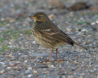 rockpipit3 Rock Pipit Ramsey, Isle of Man