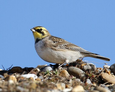 shorelark010308 Shorelark East Bank, Norfolk