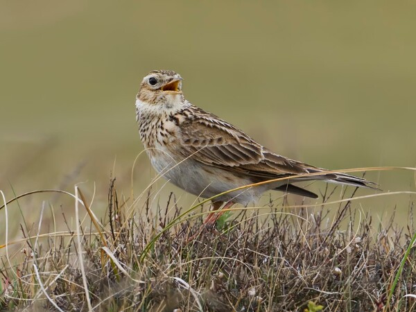 Skylark