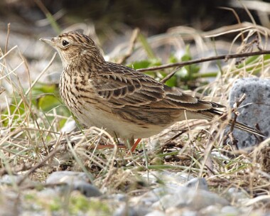 skylark Skylark Langness, Isle of Man