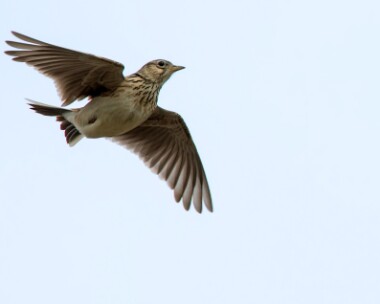 skylark020515 Skylark Widdop, Lancashire