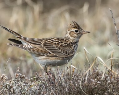 skylark080516 Skylark Ballaghennie, Isle of Man
