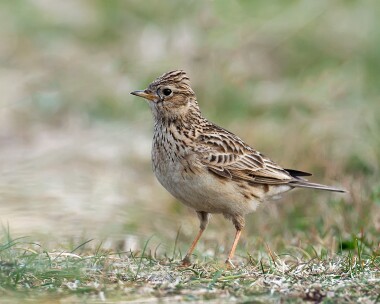 skylark20070420 Skylark Sandwick, Isle of Man