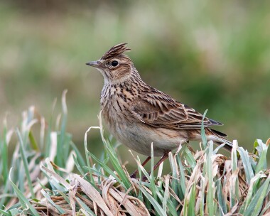 skylark210413 Skylark Langness, Isle of Man