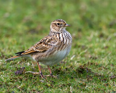 skylark230912 Skylark Smeale, Isle of Man