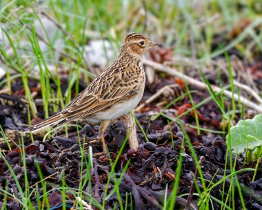 skylark261223 Skylark Langness, Isle of Man