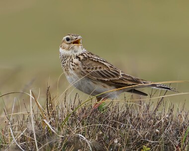 skylark270410 Skylark Smeale, Isle of Man