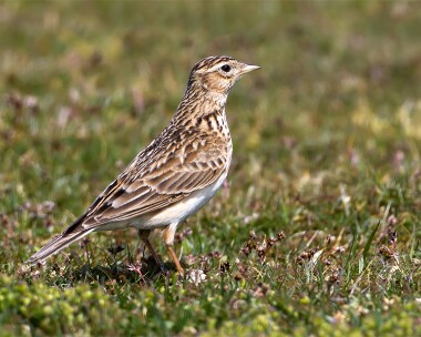 skylark280412 Skylark Smeale, Isle of Man
