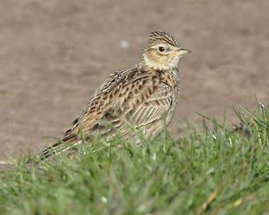 skylark4 Skylark Langness, Isle of Man
