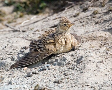 skylark5 Skylark Smeale, Isle of Man