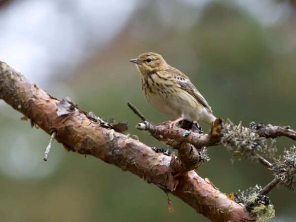 Tree Pipit