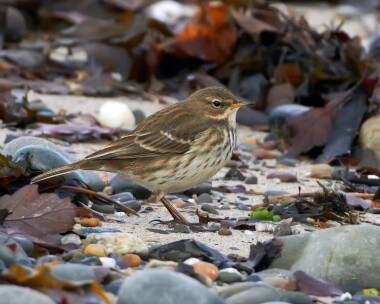 waterpipit071110 Water Pipit Ramsey, Isle of Man
