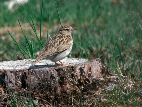 Woodlark