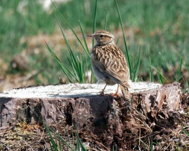 woodlark190522b Woodlark (video grab) Morden Bog, Dorset