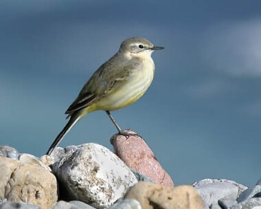 yellowwagtail Yellow Wagtail Derbyhaven, Isle of Man