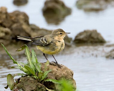 yellowwagtail080911 Yellow Wagtail Titchwell, Norfolk