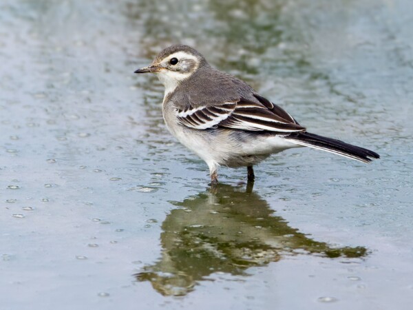 Citrine Wagtail