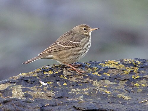 Rock Pipit