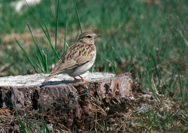 Woodlark