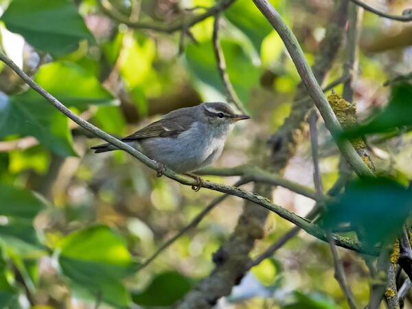 Arctic Warbler
