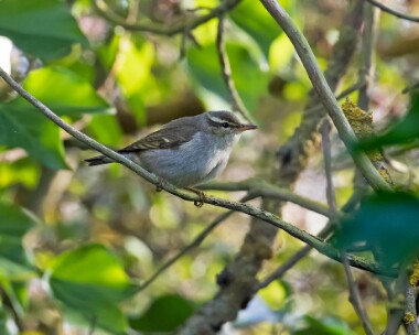 arcticwarbler141017 Arctic Warbler Kilnsea, Yorkshire