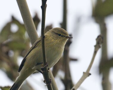 chiffchaff130908 Chiffchaff Port Mooar, Isle of Man