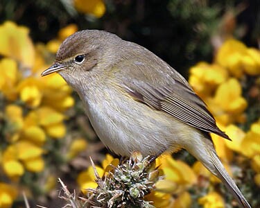 chiffchaff2 Chiffchaff Ballaghennie, Isle of Man