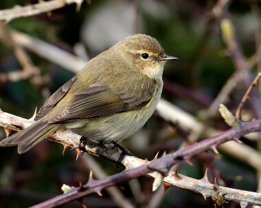 chiffchaff250310 Chiffchaff Langness, Isle of Man