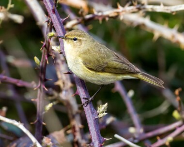 chiffchaff250310b Chiffchaff Langness, Isle of Man