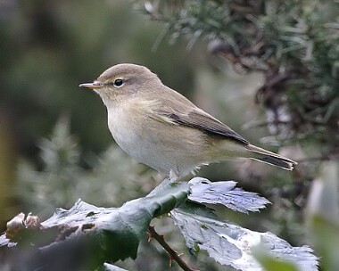 chiffchaff3 Chiffchaff Derbyhaven, Isle of Man