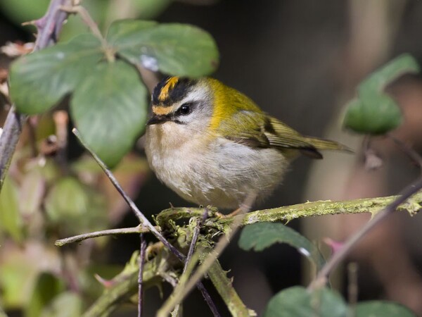 Firecrest