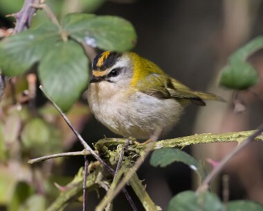 firecrest020308 Firecrest Holkham, Norfolk