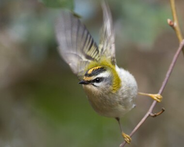 firecrest020308b Firecrest Holkham, Norfolk