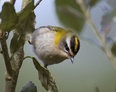 firecrest020308c Firecrest Holkham, Norfolk