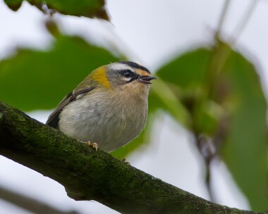 firecrest101111 Firecrest Trimingham, Norfolk