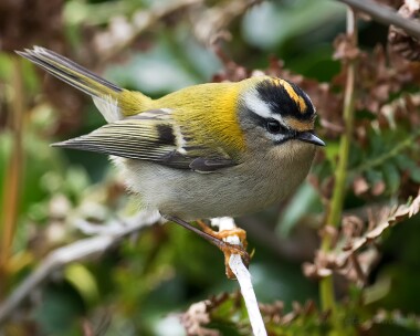 firecrest130915 Firecrest The Sound, Isle of man