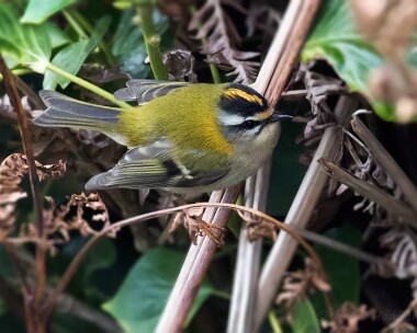 firecrest130915b Firecrest The Sound, Isle of man