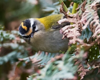 firecrest130915c Firecrest The Sound, Isle of man