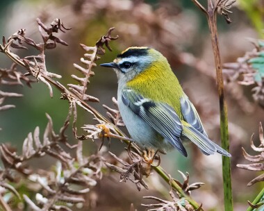 firecrest130915d Firecrest The Sound, Isle of man