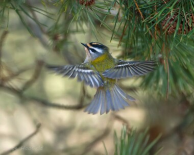 firecrest150215 Firecrest Port St Mary, Isle of Man