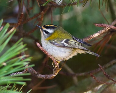 firecrest150215b Firecrest Port St Mary, Isle of Man