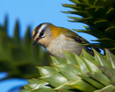 firecrest211010 Firecrest Nanquidno, Cornwall