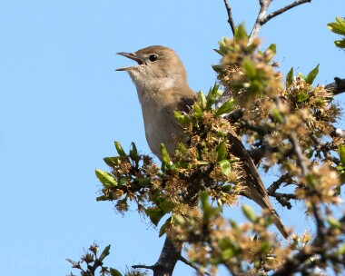 gardenwarbler070515 Garden Warbler Kelling Heath, Norfolk
