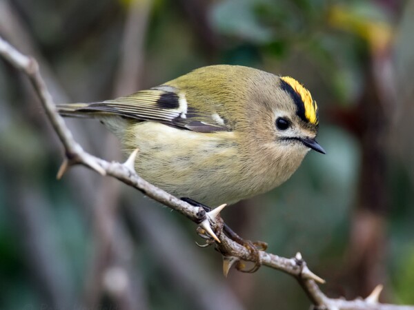 Goldcrest