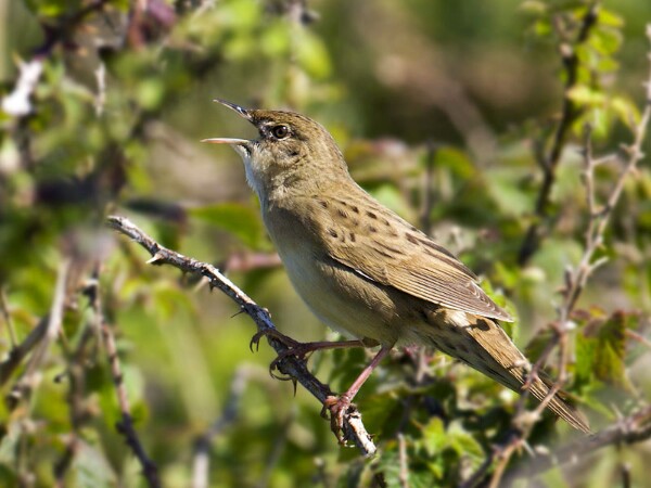 Grasshopper Warbler